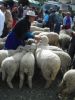 Les moutons au marche.JPG